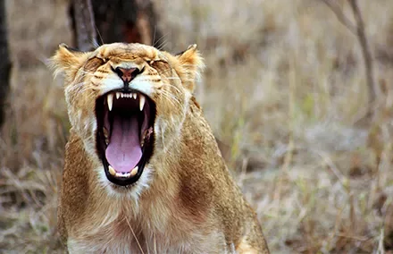 A lioness roaring with mouth open wide in a grassy area.