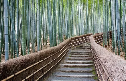 A pathway lined with bamboo trees in a serene forest setting.