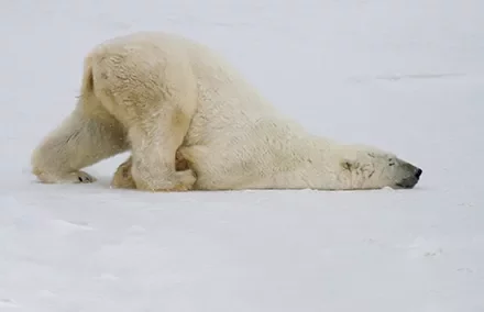 Polar bear lying on snowy ground, stretching forward.